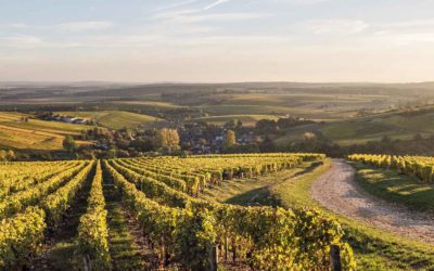 A peek into Wine Regions: Loire Valley