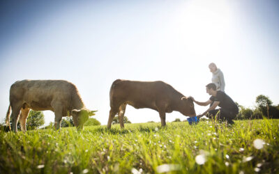 The New Wave of Sustainability in Winemaking