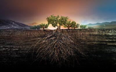 The Rebirth of Garnachas