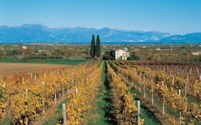 Ca’ Dei Frati and the Influence of Lake Garda