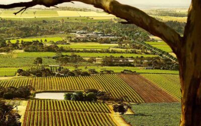 Welland – A Story of Enduring Survivor Wines in Barossa