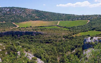 Domaine d’Aupilhac – The Ancient Volcanic Amphitheatre of Languedoc