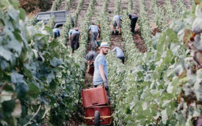 The Charm of Grower Champagnes